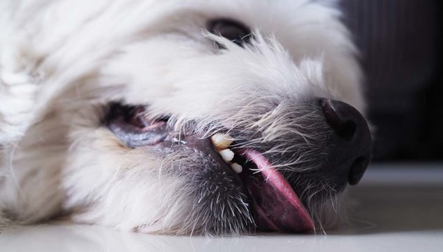 25 Serious Dog Health Symptoms That You Shouldn't Ignore featured image