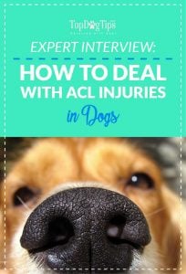 ACL Injuries in Dogs