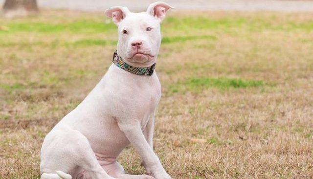 Bald is Beautiful, Even If You're a Homeless Pooch