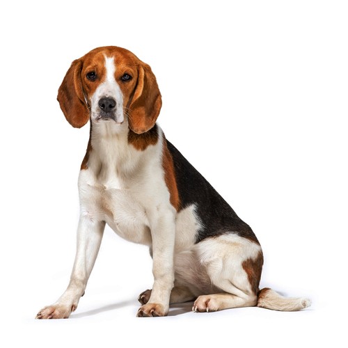 Beagle Breed Information