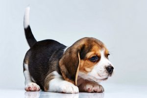 Beagle Breed Information