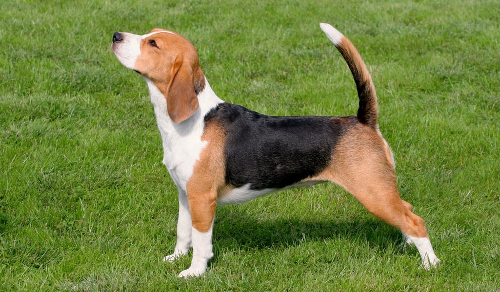 Beagle Breed Profile