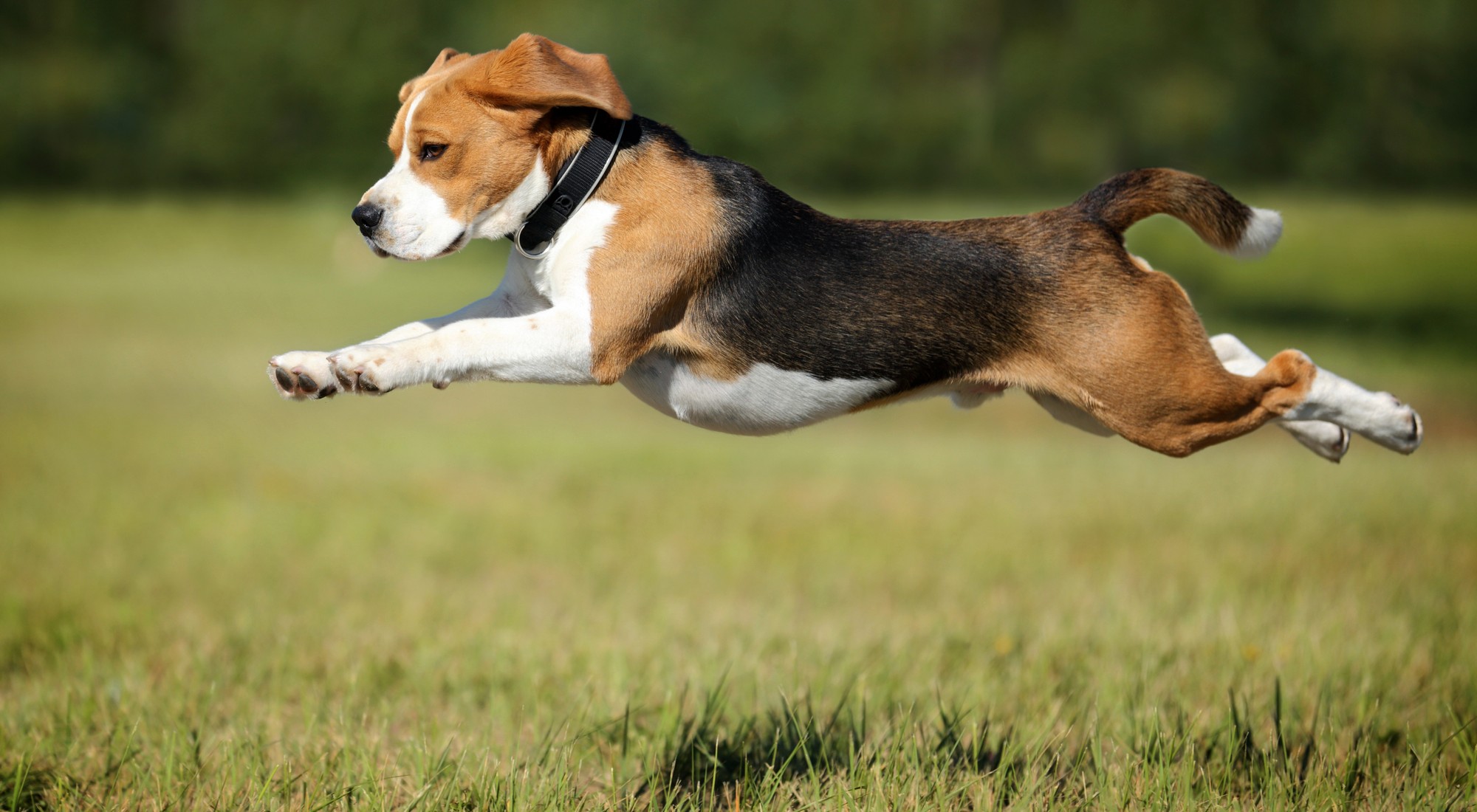 Beagle Breed Profile