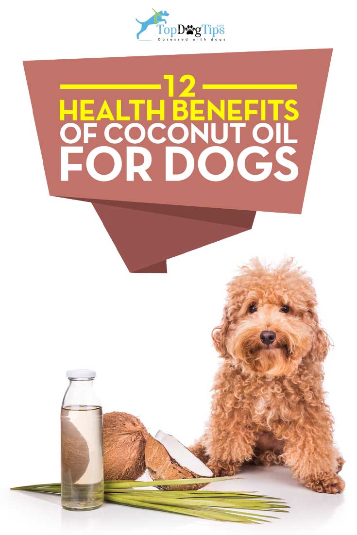 Best Health Benefits of Coconut Oil for Dogs