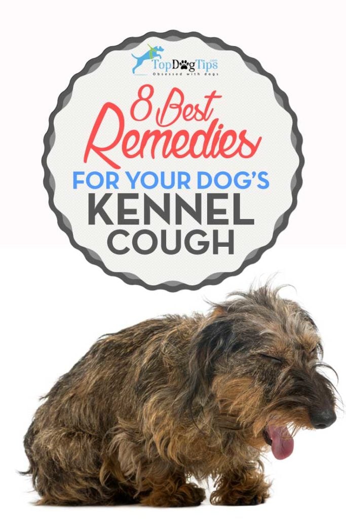 Best Home Remedies for Canine Kennel Cough