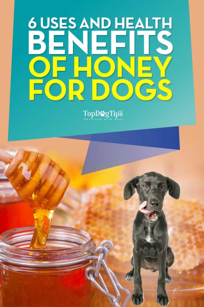 Best Uses and Health Benefits of Honey for Dogs