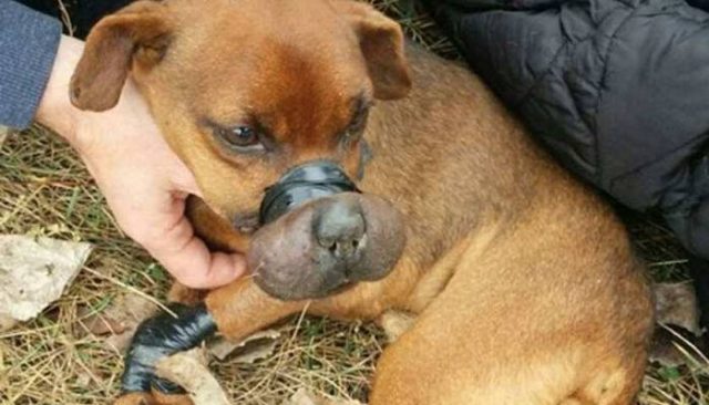 Bound and Left For Dead, This Pups Story Is Miraculous