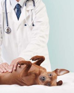 Canine Gastroenteritis from BARF diet