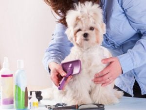 Dog Grooming Supplies Buyers Guide