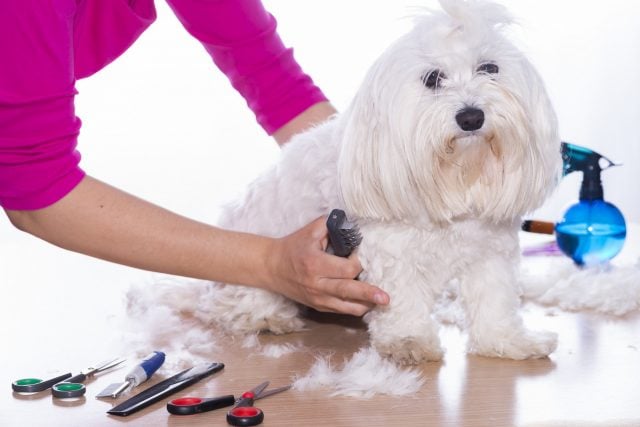 Dog Grooming Supplies