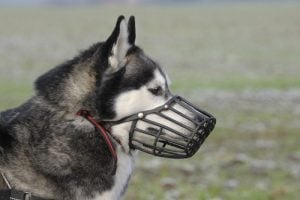 Dog Muzzles Aren't Just for Aggression