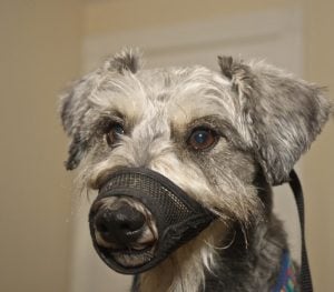 Dog Muzzles Aren't Just for Aggression