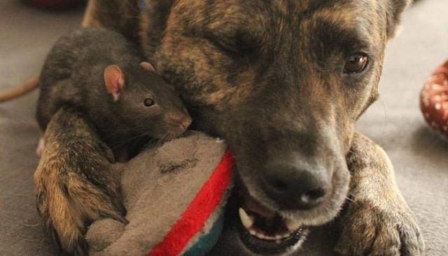 Dog and Rats Are BFFs - You've Got to See This Video