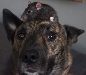 Dog and Rats Are BFFs - You've Got to See This Video