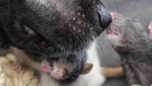 Dog and Rats Are BFFs - You've Got to See This Video