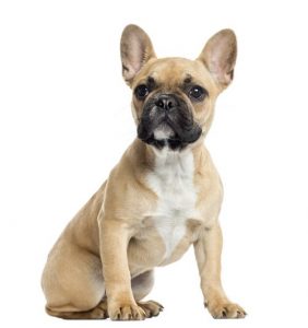 French Bulldog Breed Profile