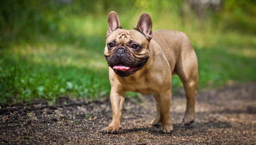 French Bulldog Breed Profile