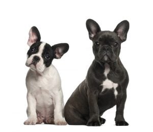 French Bulldog Breed Profile