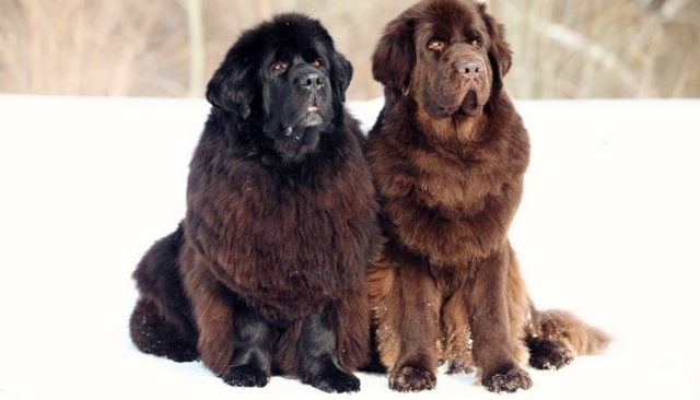 Giant Dog Babysitters Steal Our Hearts