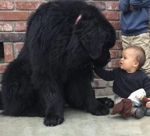 Giant Dog Babysitters Steal Our Hearts