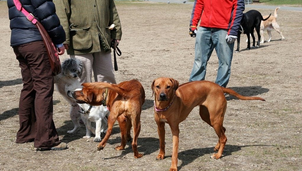 Going To a Dog Park for the First Time