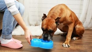 Health Benefits of Coconut Oil for Dogs