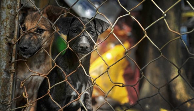 How Could A Dog Survive a Meat Farm Without A BFF