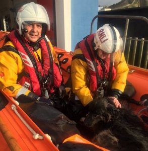 How Did This Dog End Up In the Middle of the Ocean