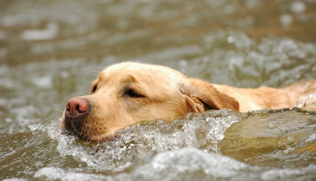 How Did This Dog End Up In the Middle of the Ocean