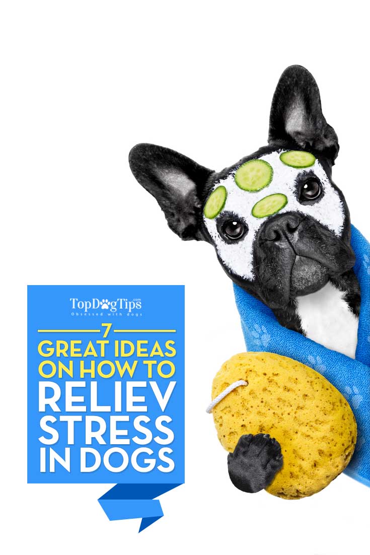 How To Relieve Stress in Dogs