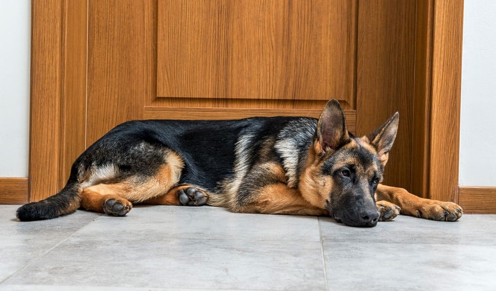 How to Deal With Separation Anxiety in Dogs