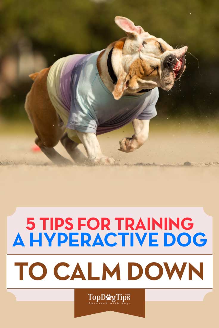 How to Train a Hyperactive Dog to Calm Down