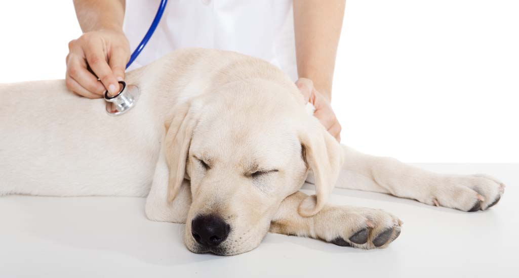 Labrador Retriever General Health and Common Ailments