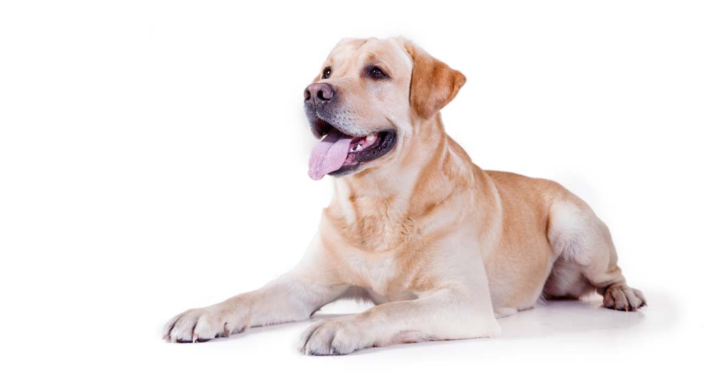 Labrador Retriever Personality and Temperament