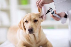 Labrador grooming