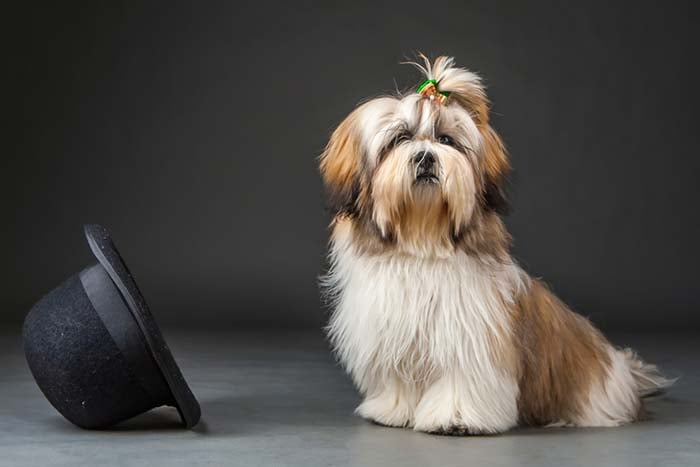 Lhasa Apso