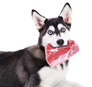 Meat on Raw Dog Food Diets