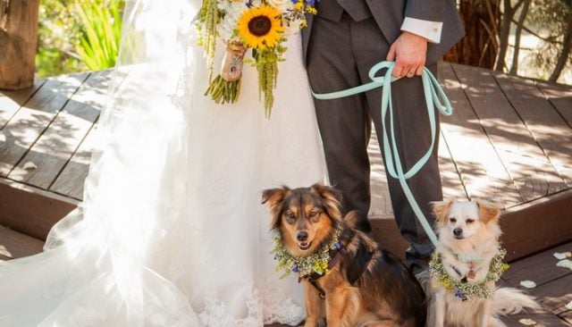 Money Saving Secret Revealed About Dogs Filming Weddings