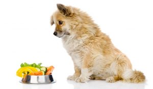 Most Healthy Dog Food Brands (USDA Organic Certified)