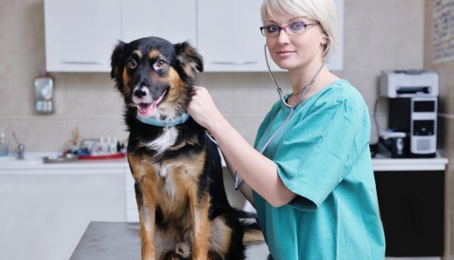 New High-Tech Device Makes HUGE Advance in Veterinary Medicine