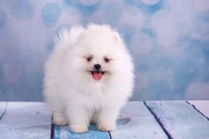 Pomeranian