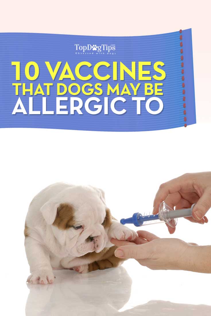 Popular Vaccines That Dogs May Be Allergic To