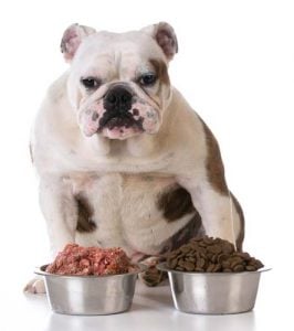 Raw Diet for Dogs vs Commercial Dog Food