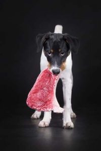 Raw Meat for Dogs