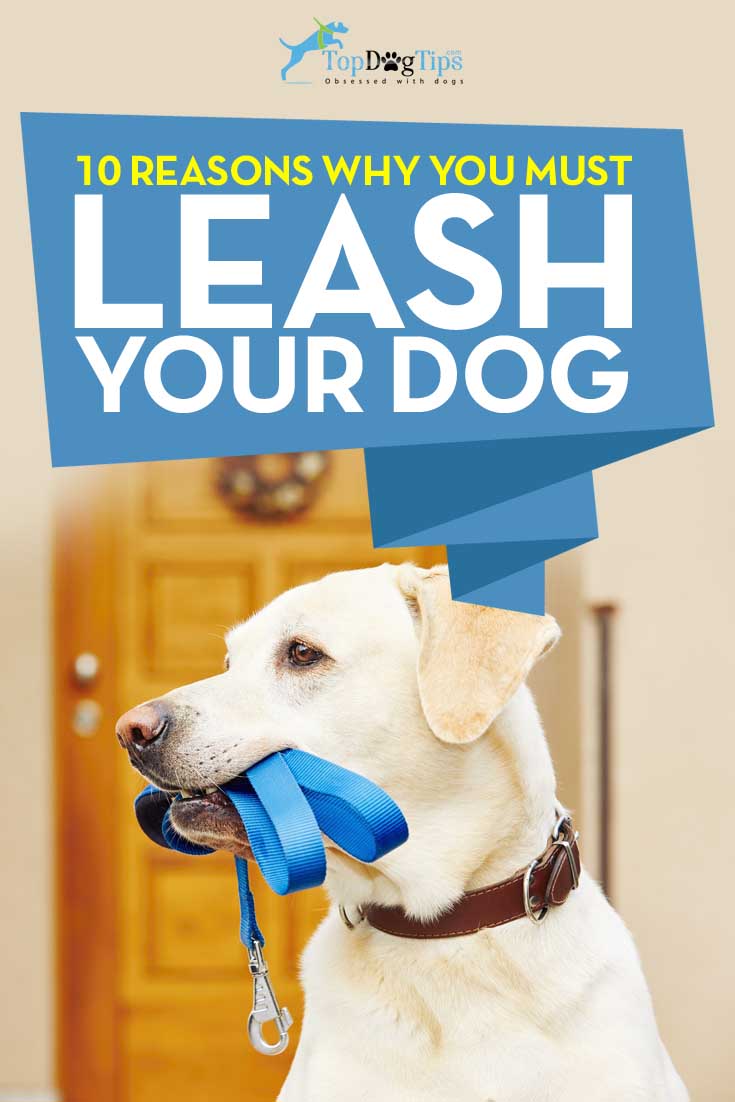 Reasons to Leash Your Dog