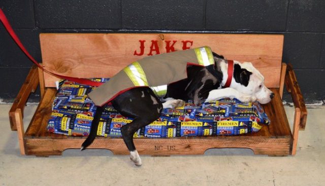 Rescued From a Burning House, This Pit Bull Is Now an Honorary Firefighter