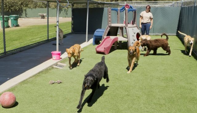 Runaway Canine Joins His Friends at Doggy Daycare