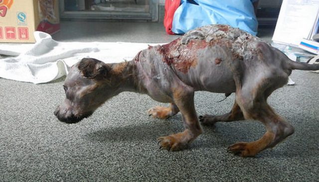 Scalded and Thrown From the 4th Floor, This Puppy Cheats Death