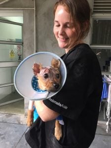 Scalded and Thrown From the 4th Floor, This Puppy Cheats Death