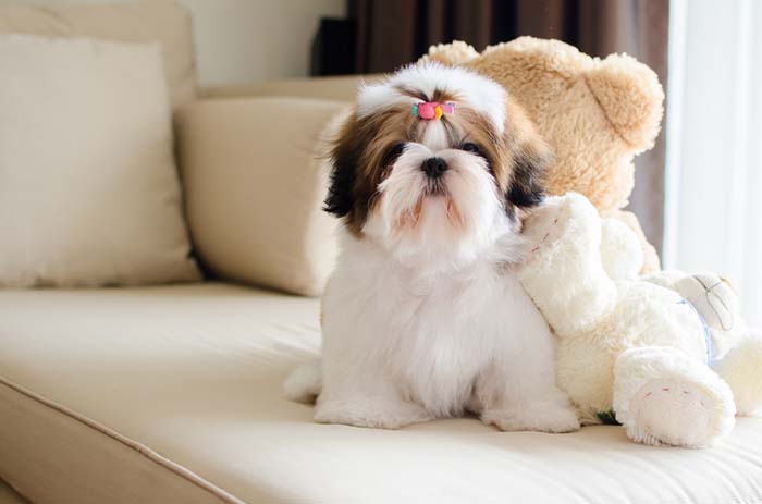 Shih Tzu